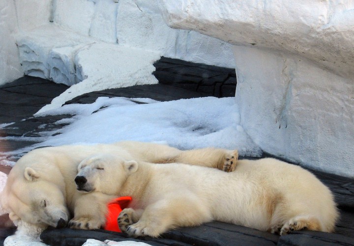 3 Benefits of Napping for Swimmers